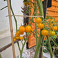 Tim´s Taste of Paradise DER TOMATENFLÜSTERER