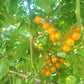 Tindindogo DER TOMATENFLÜSTERER
