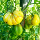 Tlacolula White DER TOMATENFLÜSTERER