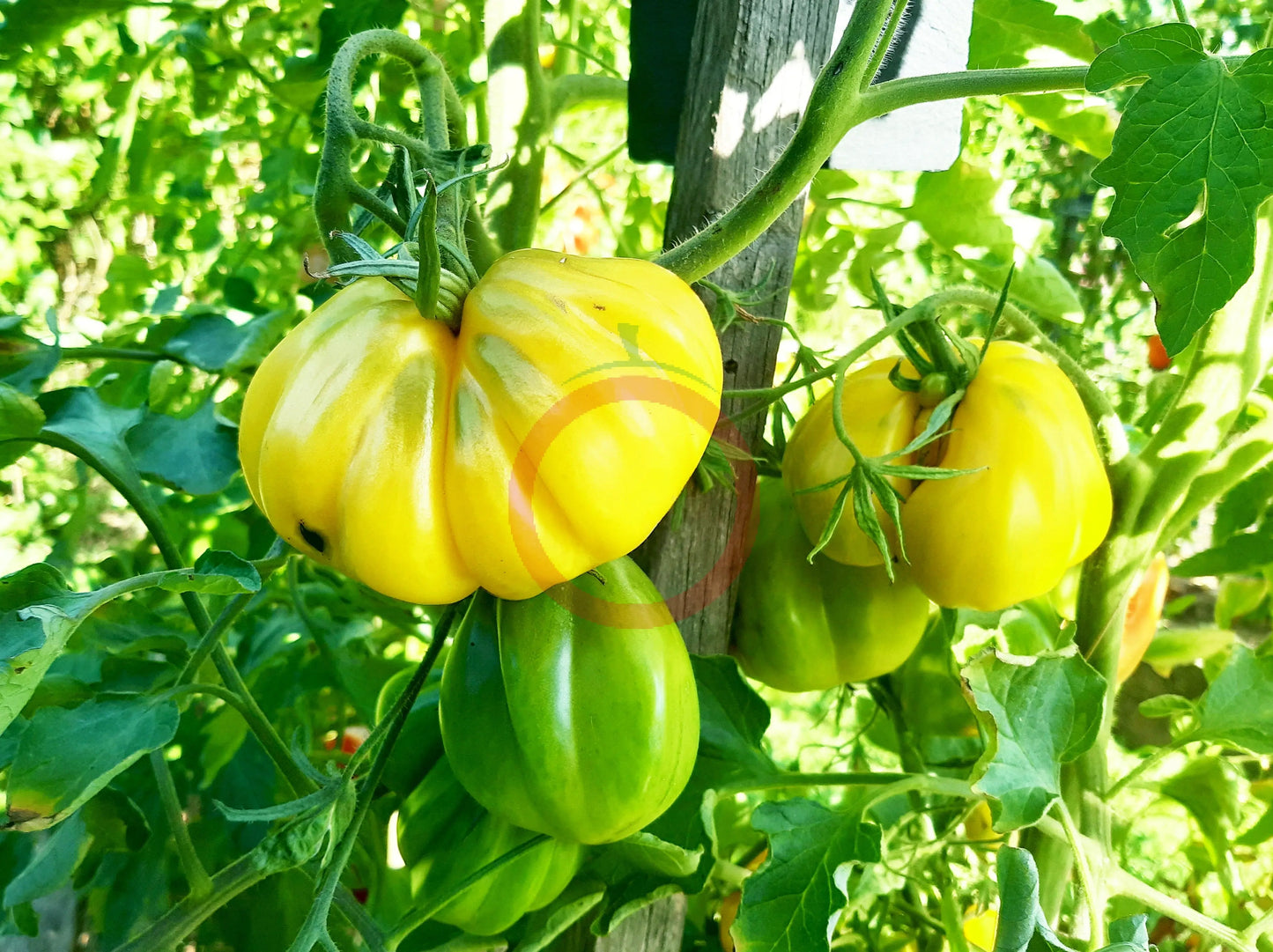 Tlacolula White DER TOMATENFLÜSTERER