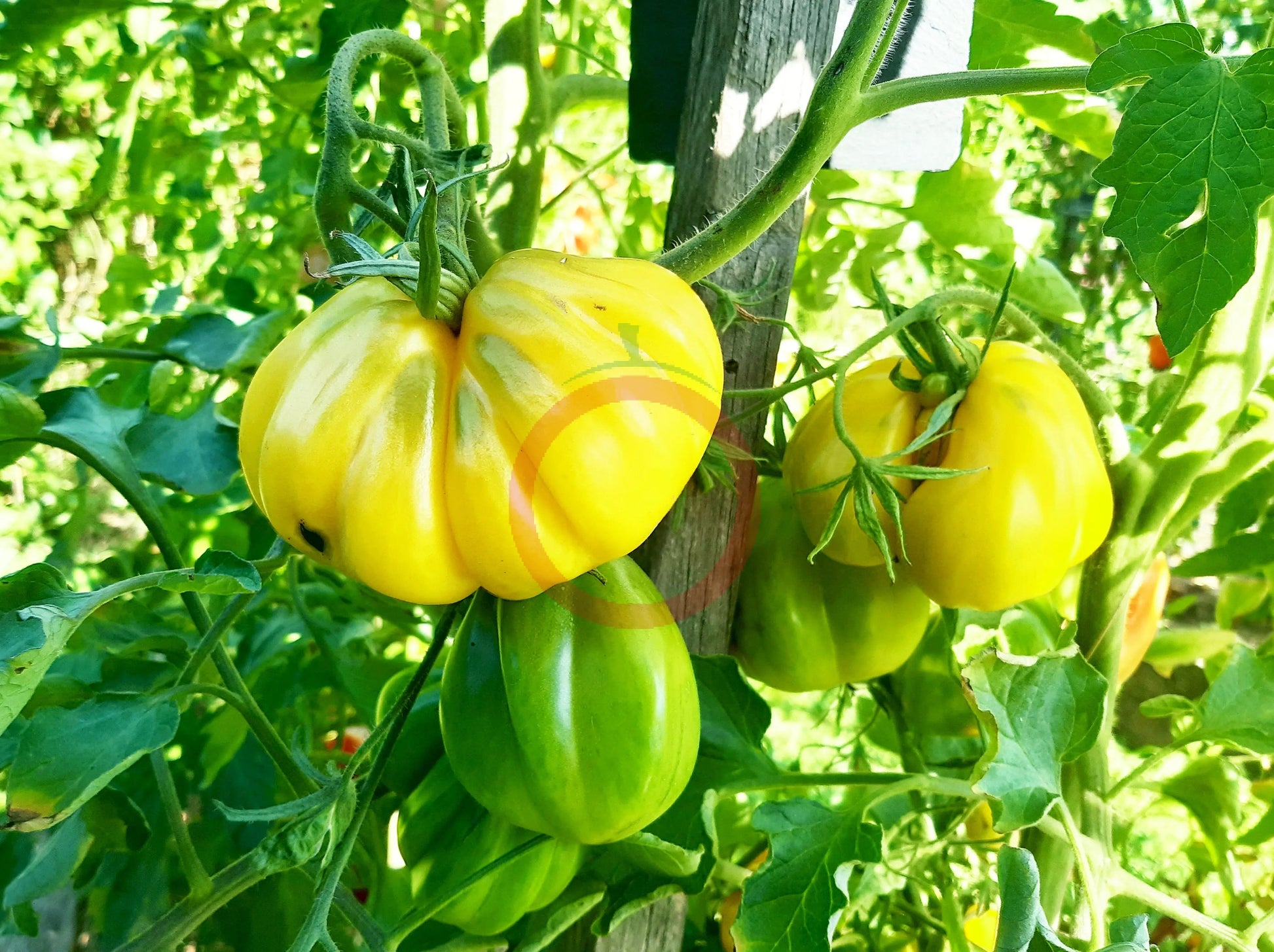 Tlacolula White DER TOMATENFLÜSTERER