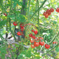 Tomadose des Comores DER TOMATENFLÜSTERER