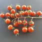 Tomadose des Comores DER TOMATENFLÜSTERER