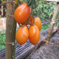 Tomate aus Ameis DER TOMATENFLÜSTERER