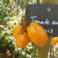 Tomate aus Ameis DER TOMATENFLÜSTERER