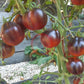 Tomnyy Lord DER TOMATENFLÜSTERER