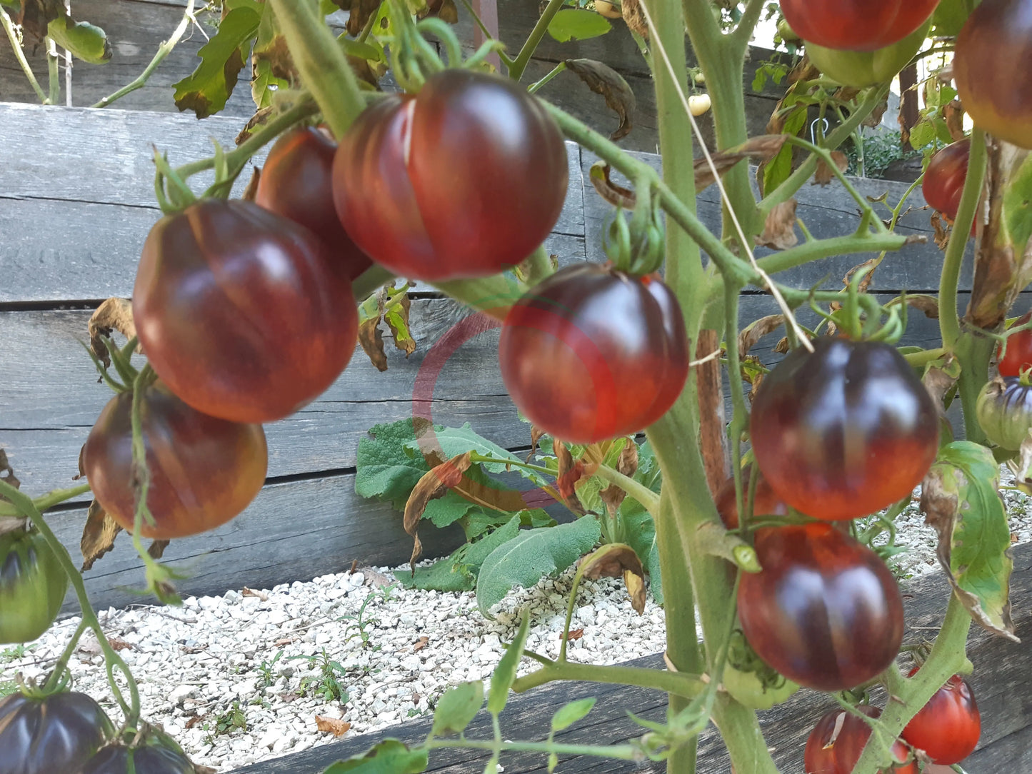 Tomnyy Lord DER TOMATENFLÜSTERER