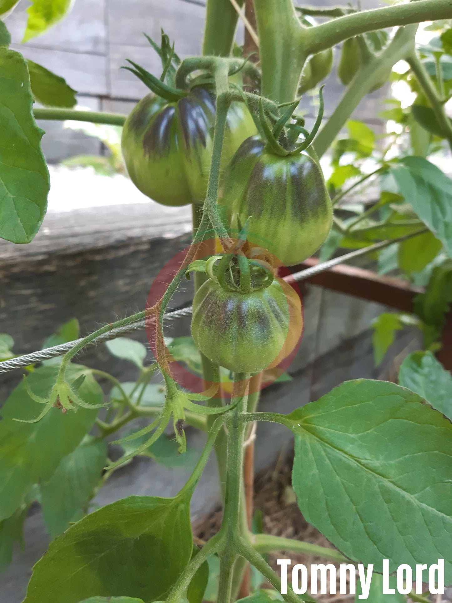 Tomnyy Lord DER TOMATENFLÜSTERER