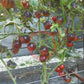 Tomnyy Lord DER TOMATENFLÜSTERER