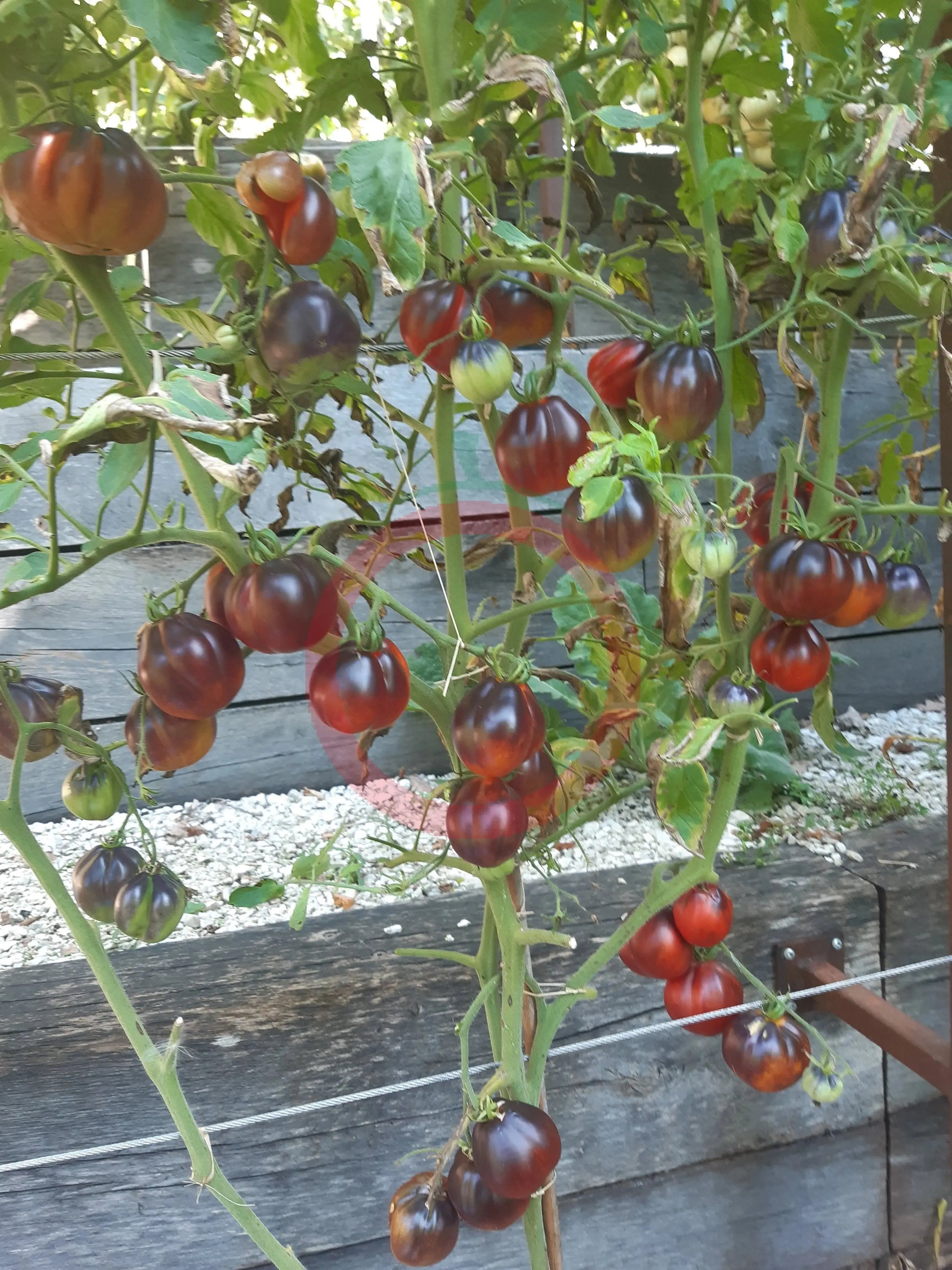 Tomnyy Lord DER TOMATENFLÜSTERER