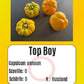 Top Boy DER TOMATENFLÜSTERER