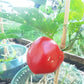 Top Girl DER TOMATENFLÜSTERER