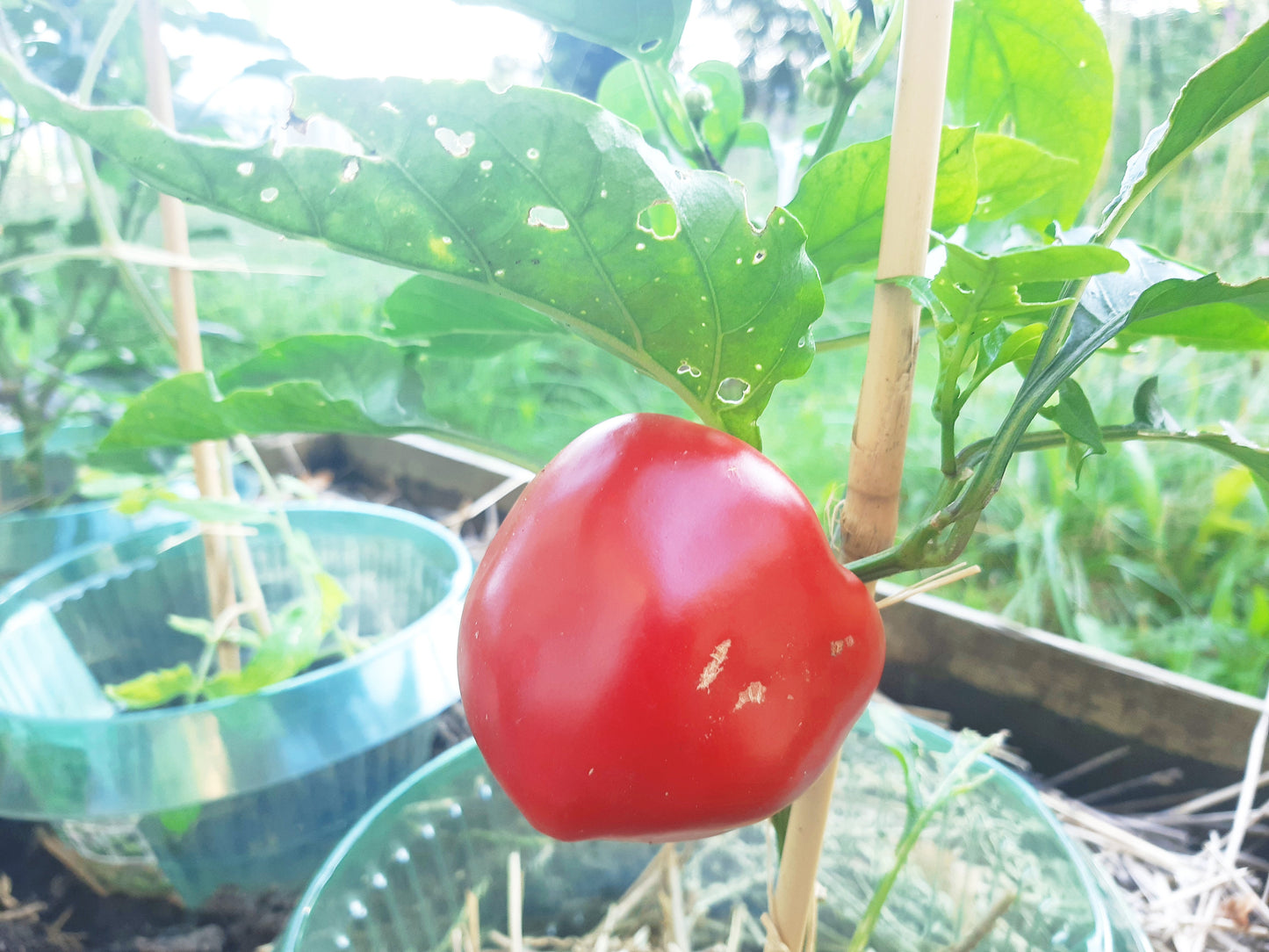 Top Girl DER TOMATENFLÜSTERER