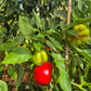 Top Girl DER TOMATENFLÜSTERER