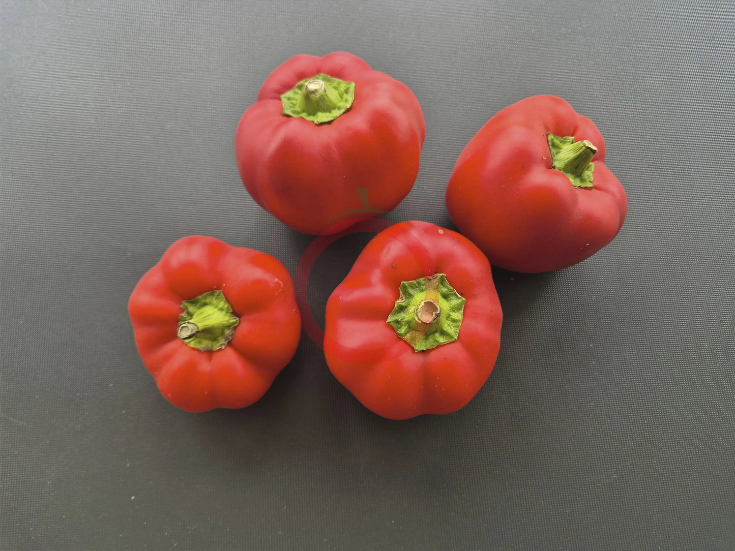 Top Girl DER TOMATENFLÜSTERER