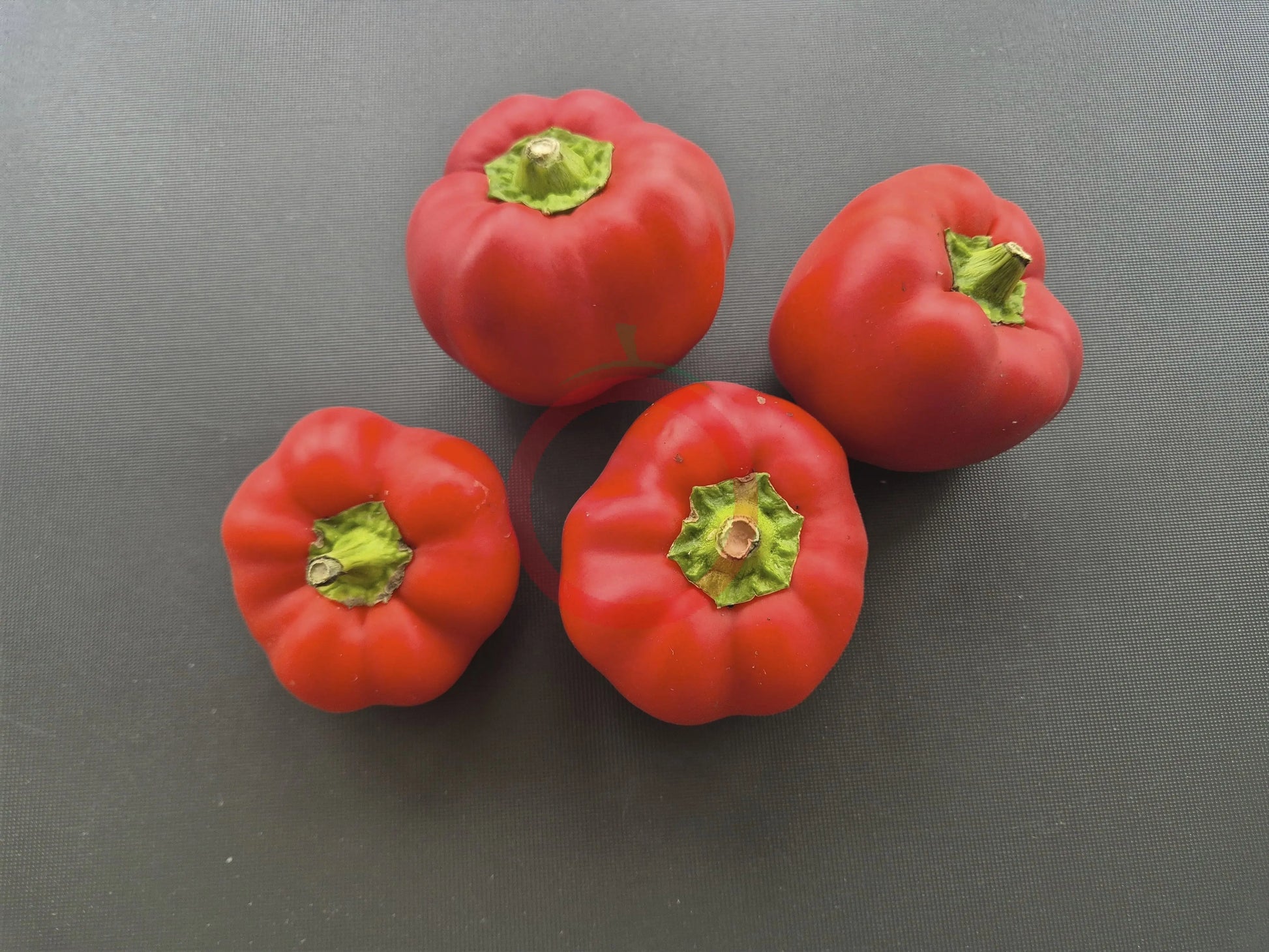 Top Girl DER TOMATENFLÜSTERER
