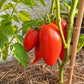 Töshin Jazyk DER TOMATENFLÜSTERER