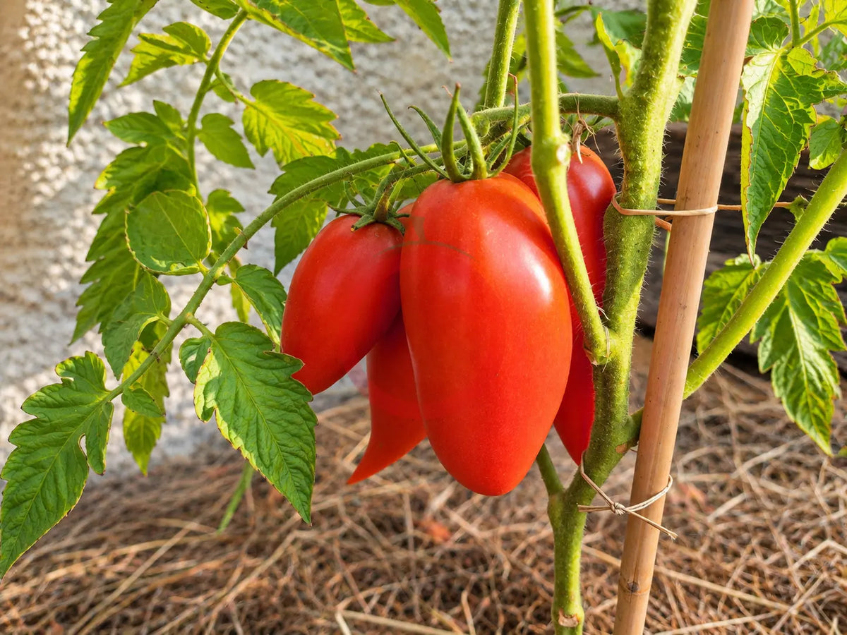 Töshin Jazyk DER TOMATENFLÜSTERER