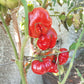 Trefle du Togo DER TOMATENFLÜSTERER