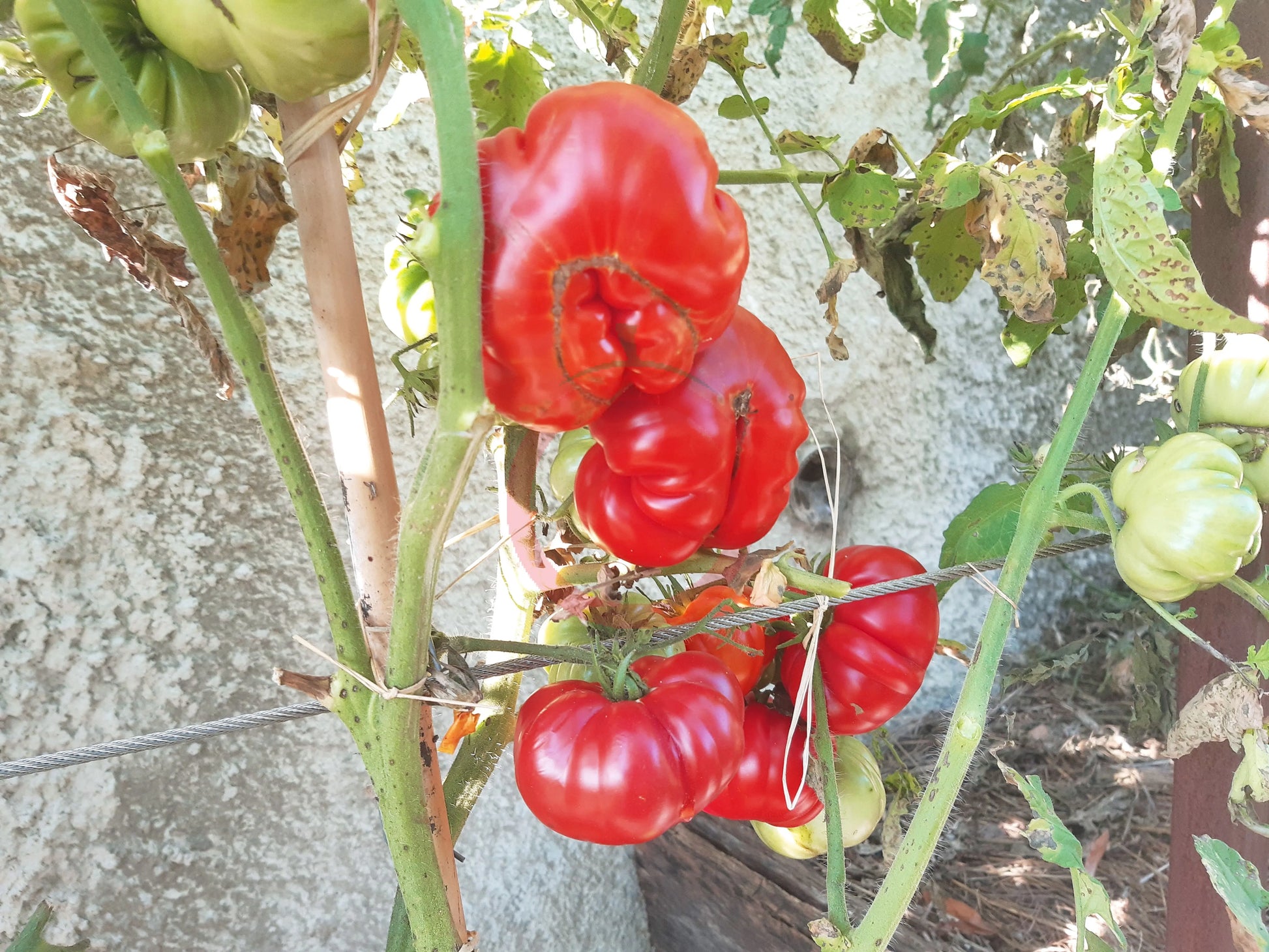 Trefle du Togo DER TOMATENFLÜSTERER