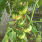 Trefle du Togo DER TOMATENFLÜSTERER