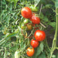 Trenton´s Tiger DER TOMATENFLÜSTERER