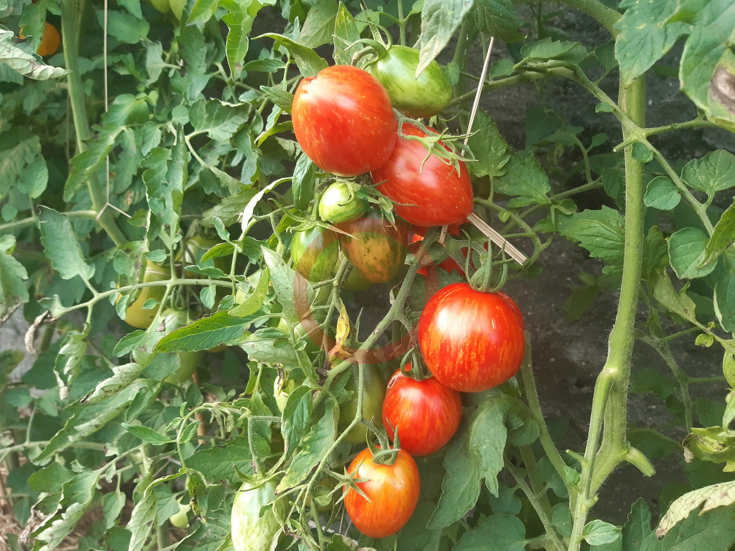 Trenton´s Tiger DER TOMATENFLÜSTERER