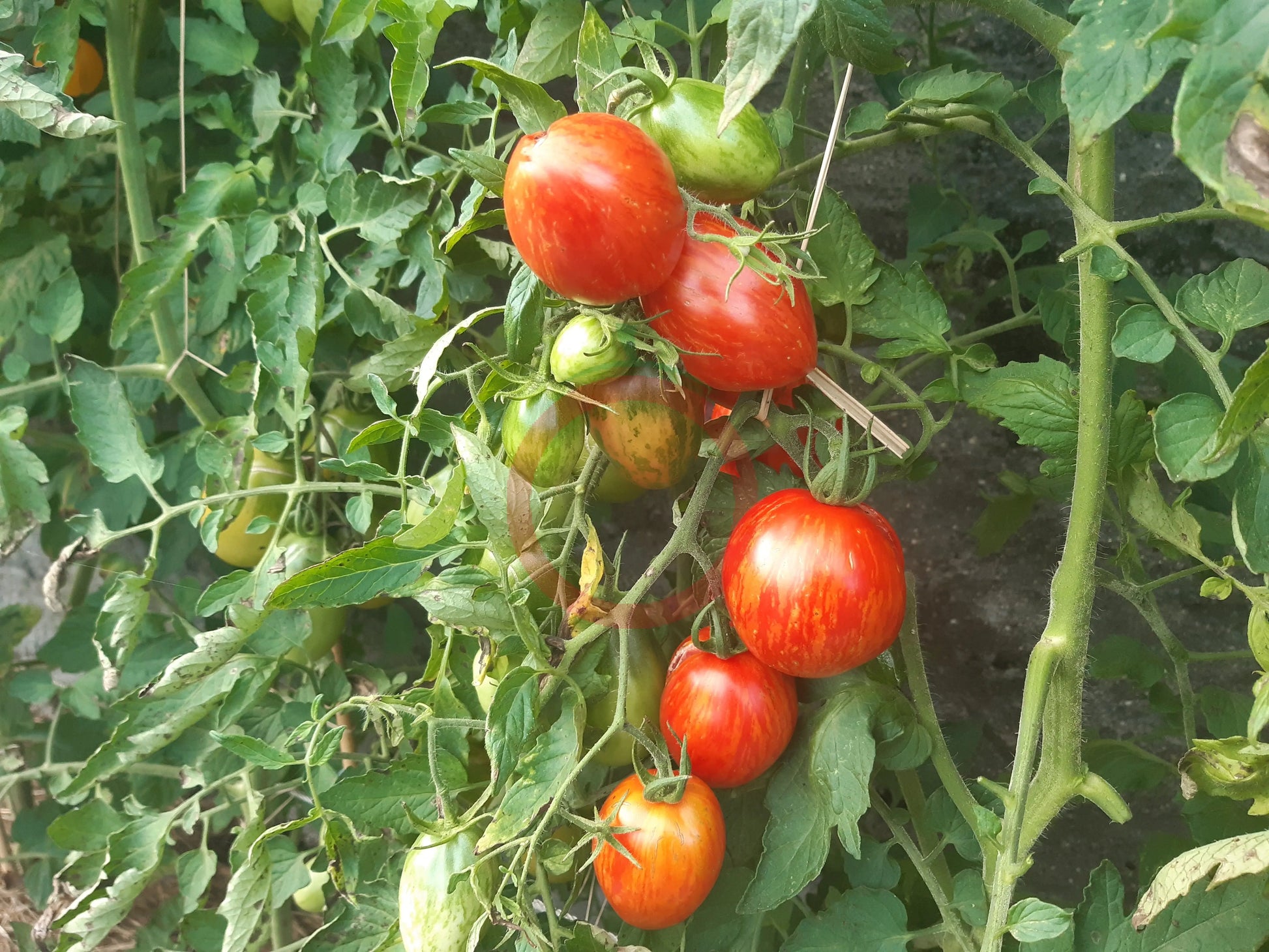 Trenton´s Tiger DER TOMATENFLÜSTERER