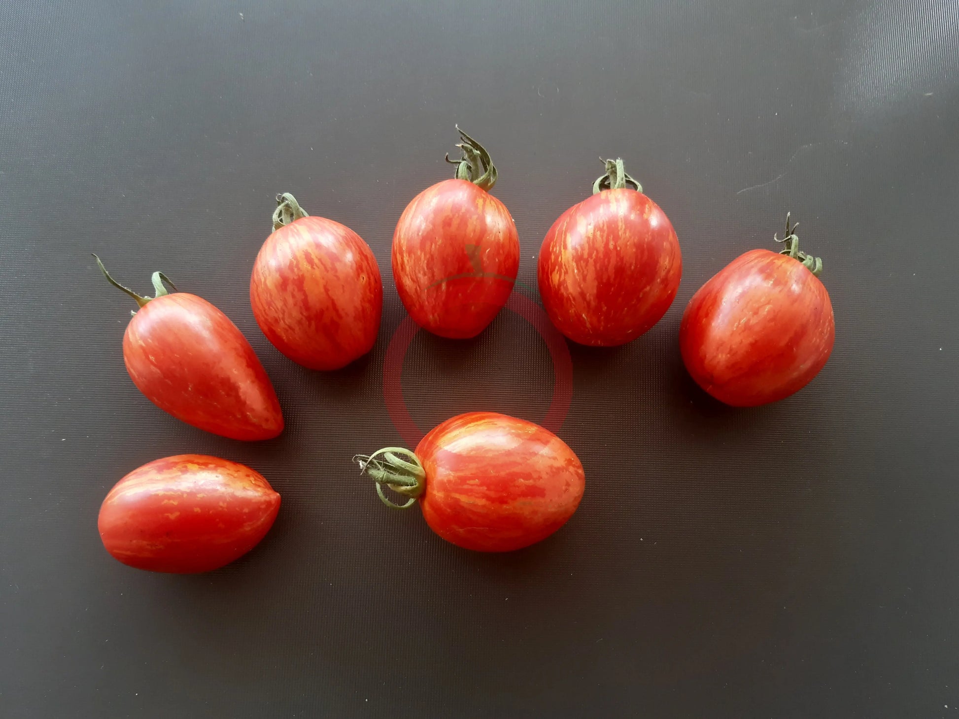 Trenton´s Tiger DER TOMATENFLÜSTERER