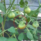 Trifele Black DER TOMATENFLÜSTERER