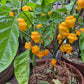 Trinidad Perfume DER TOMATENFLÜSTERER