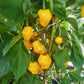 Trinidad Perfume DER TOMATENFLÜSTERER