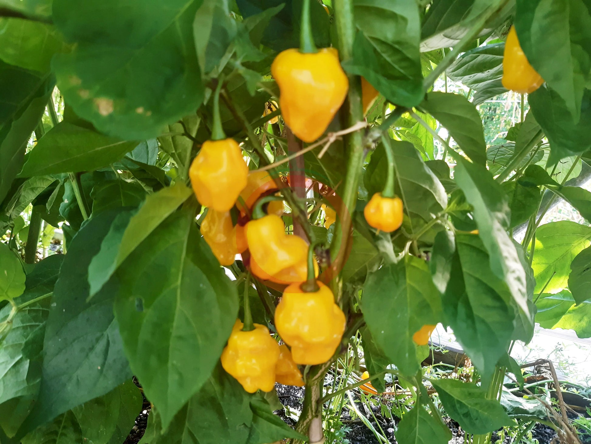 Trinidad Perfume DER TOMATENFLÜSTERER