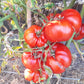 Tumatica Giganta di Pavia DER TOMATENFLÜSTERER