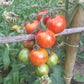 Turkish Striped Monestary DER TOMATENFLÜSTERER