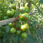 Turkish Striped Monestary DER TOMATENFLÜSTERER