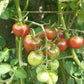 Turtle Purple DER TOMATENFLÜSTERER