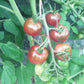 Turtle Purple DER TOMATENFLÜSTERER