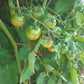 Turtle Purple DER TOMATENFLÜSTERER