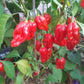 Umorok Red DER TOMATENFLÜSTERER