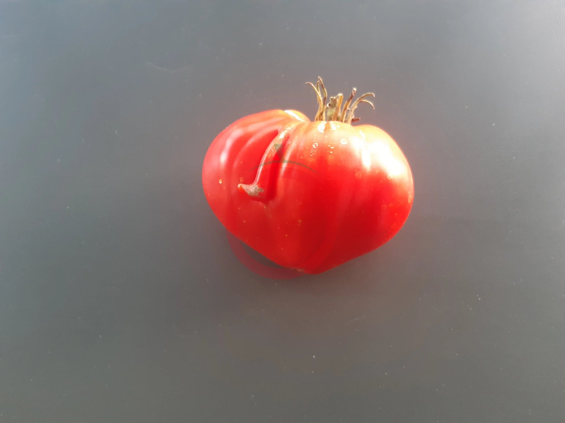 Uncle Steve's Oxheart DER TOMATENFLÜSTERER