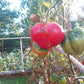 Uncle Steve's Oxheart DER TOMATENFLÜSTERER