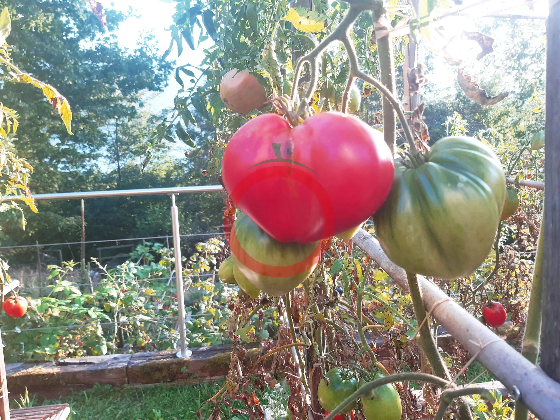 Uncle Steve's Oxheart DER TOMATENFLÜSTERER