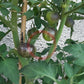 Ussuri Tiger DER TOMATENFLÜSTERER