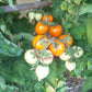 Utenok DER TOMATENFLÜSTERER