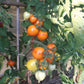 Utenok DER TOMATENFLÜSTERER