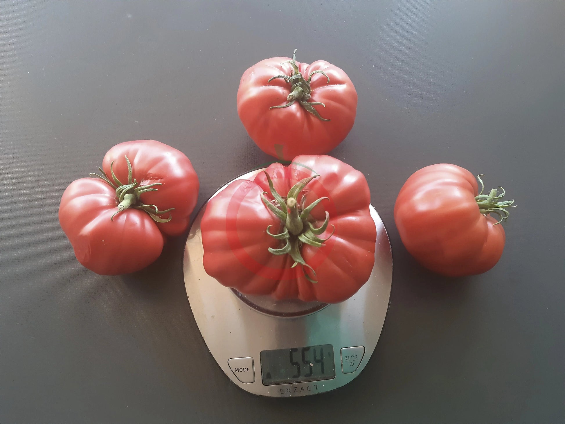 Venezianisches Ochsenherz DER TOMATENFLÜSTERER