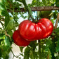 Venezianisches Ochsenherz DER TOMATENFLÜSTERER