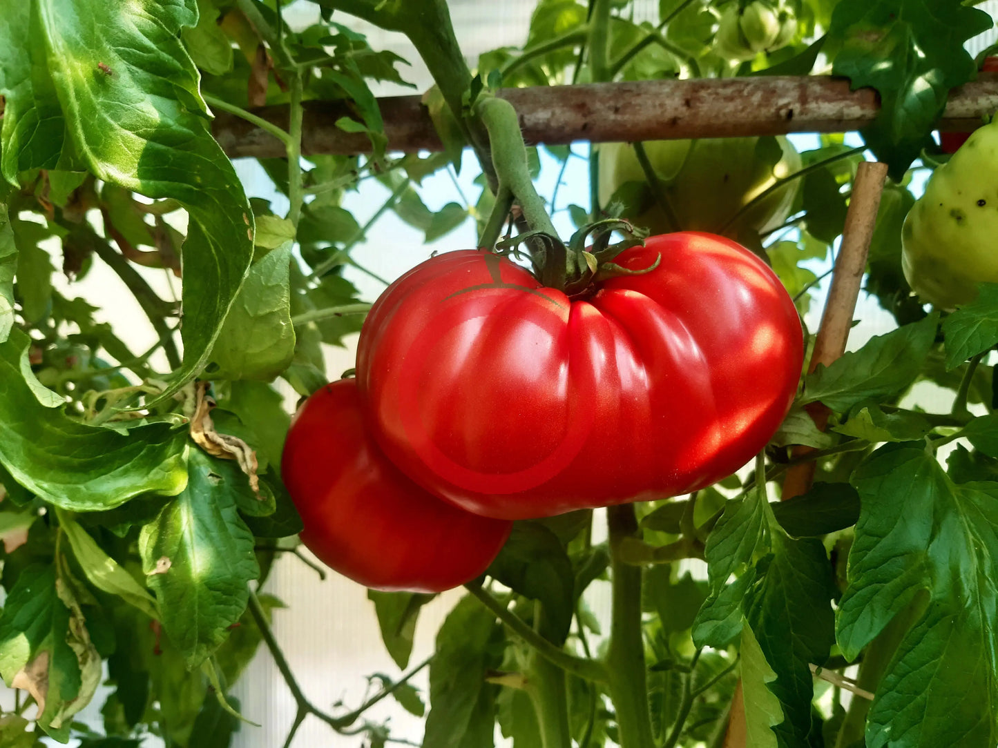 Venezianisches Ochsenherz DER TOMATENFLÜSTERER