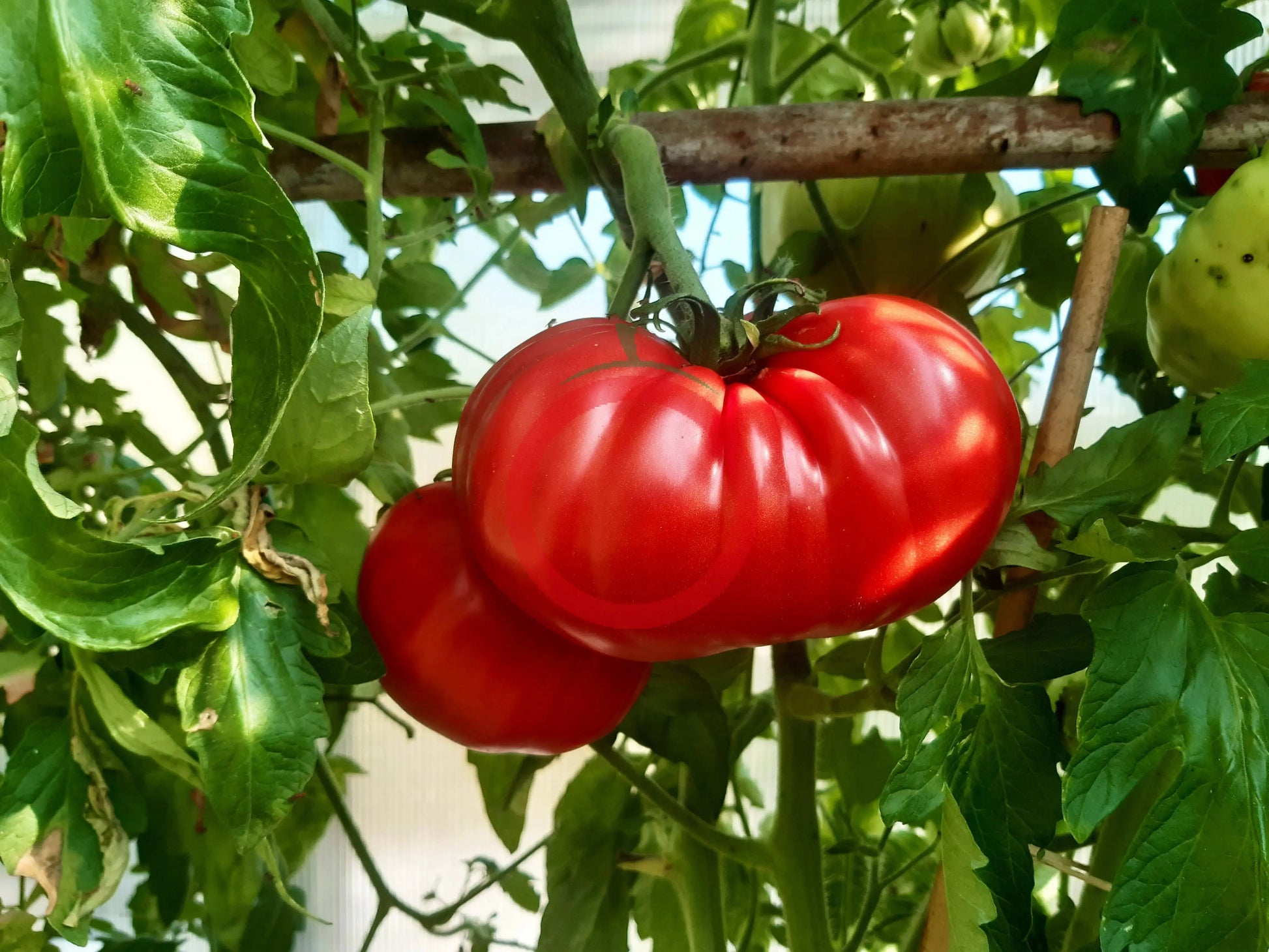 Venezianisches Ochsenherz DER TOMATENFLÜSTERER